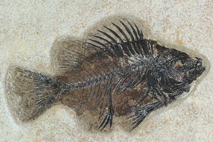 Fossil Fish (Cockerellites) - Green River Formation #129696